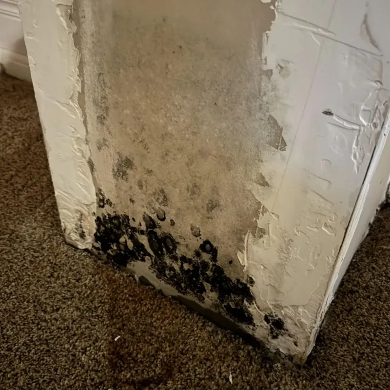 Professional Mold Removal in Boone County, AR